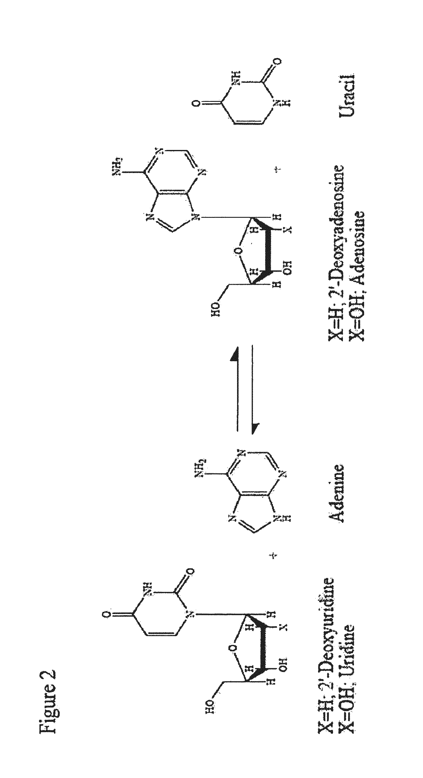 Thermostable biocatalyst combination for nucleoside synthesis