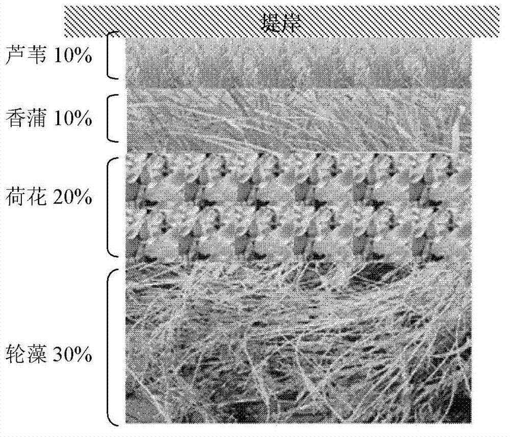 Method for controlling lake eutrophication and paludification by using aquatic plant configuration