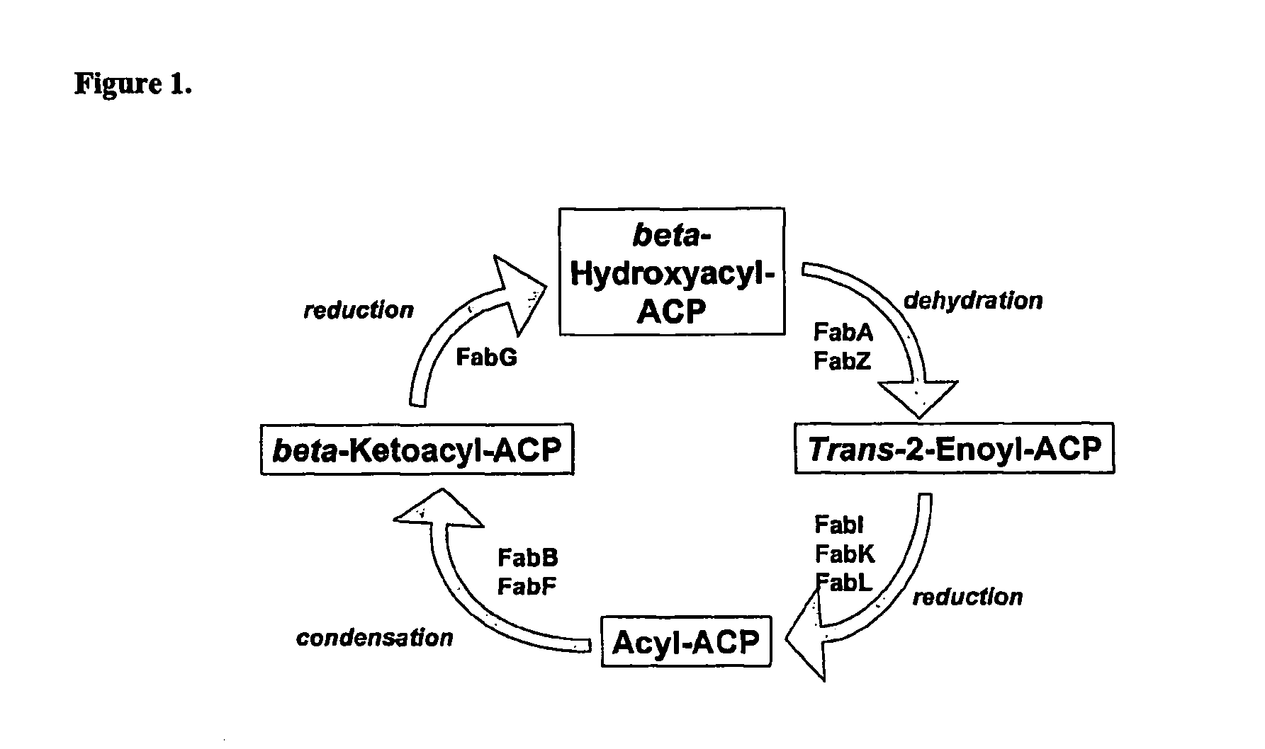 Therapeutic agents, and methods of making and using the same