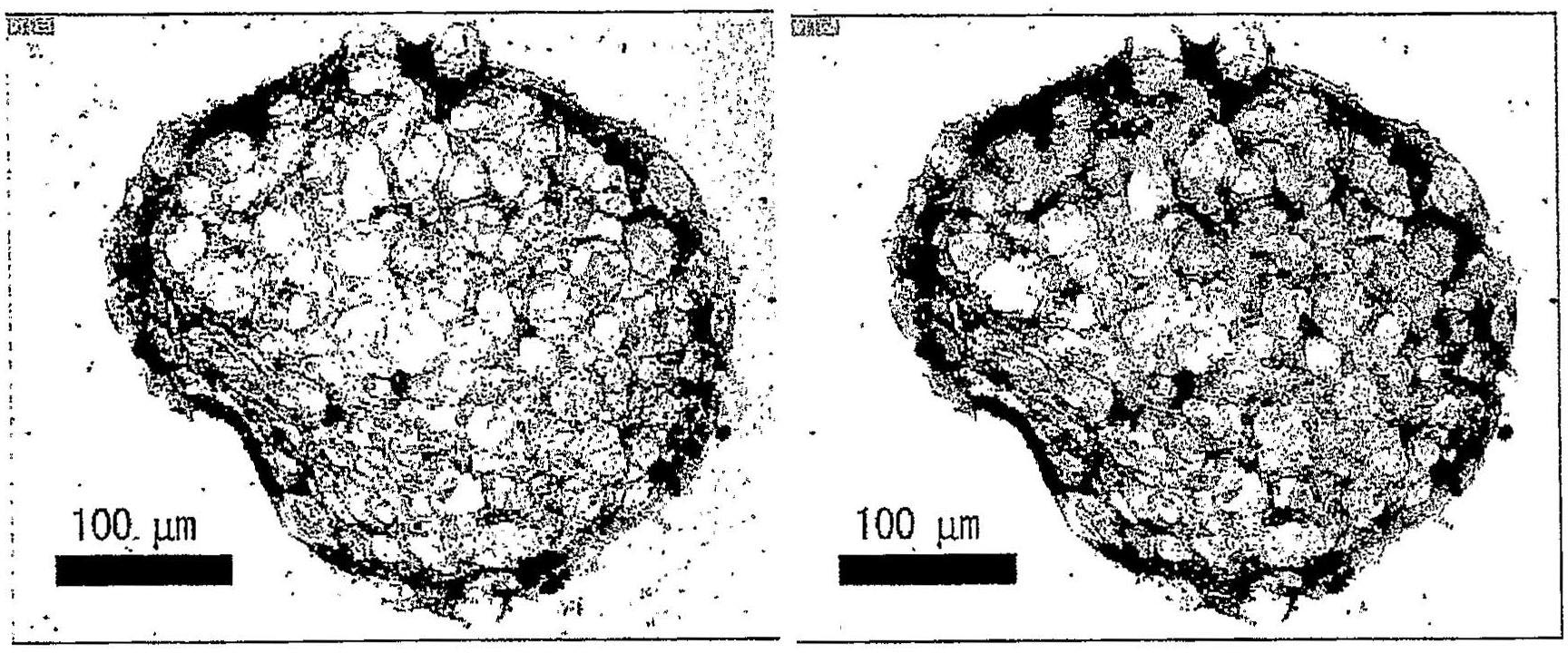 Particle-containing cell aggregate