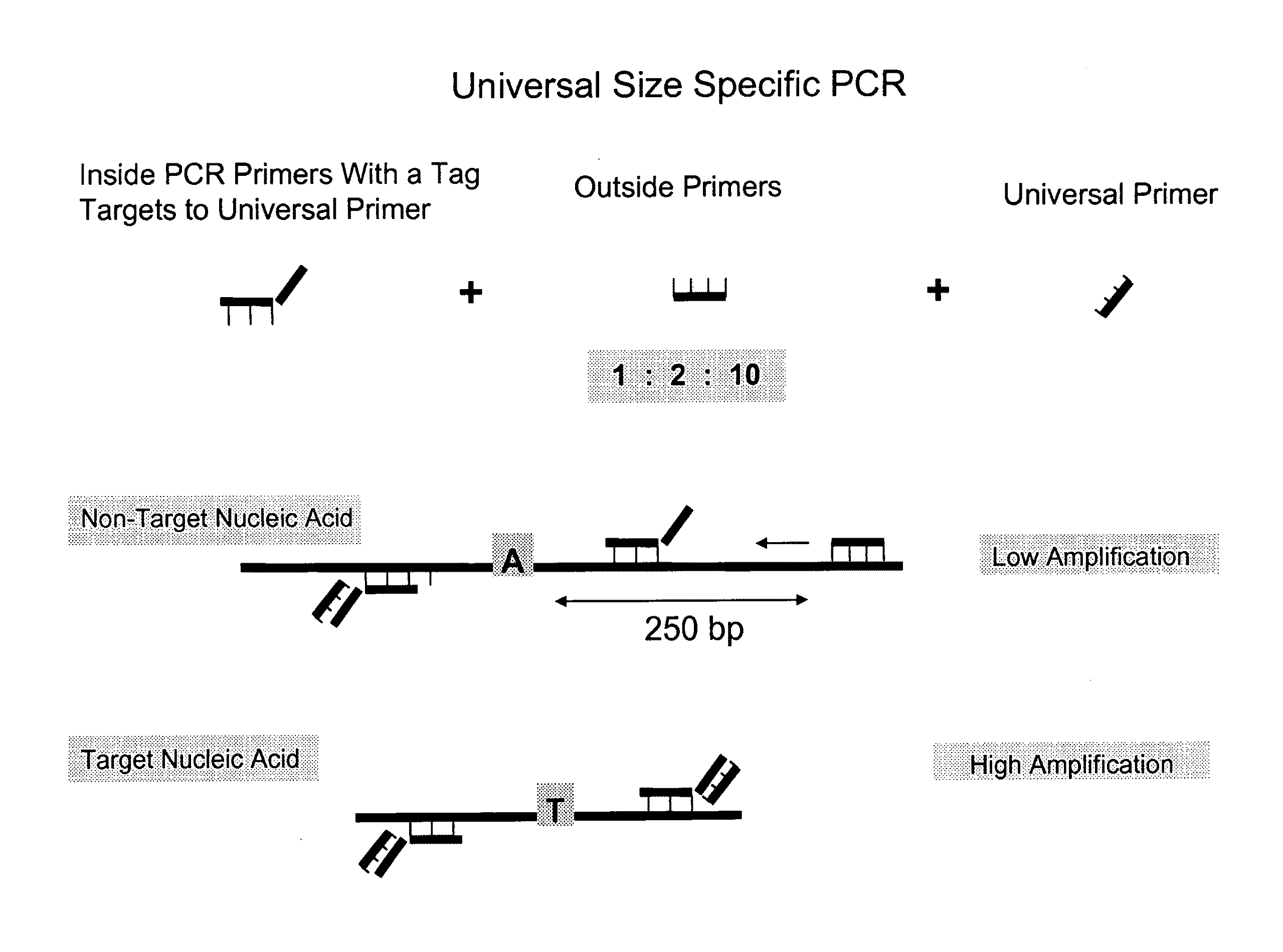 Methods and compositions for universal size-specific PCR