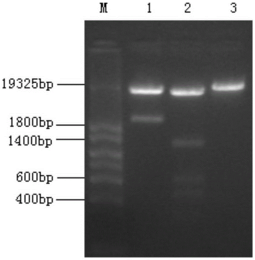 Rat dipeptidyl peptidase III reconstructed by site-directed mutagenesis