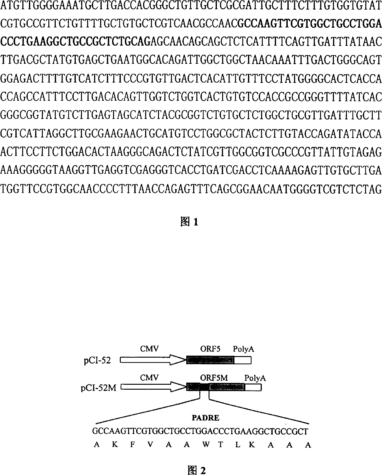 Modified pig propagation and respiratory syndrome virus ORF5 gene and use thereof
