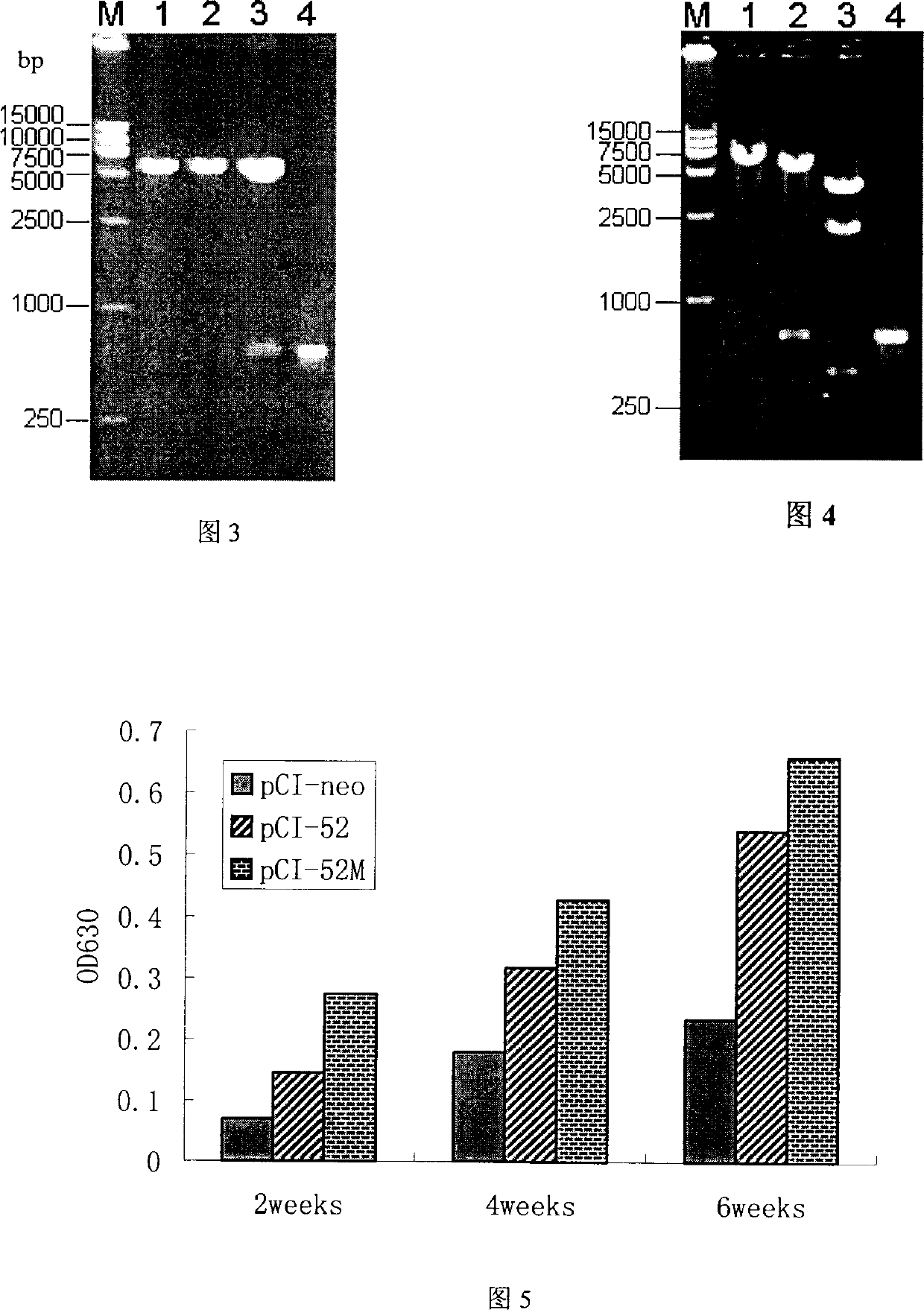 Modified pig propagation and respiratory syndrome virus ORF5 gene and use thereof