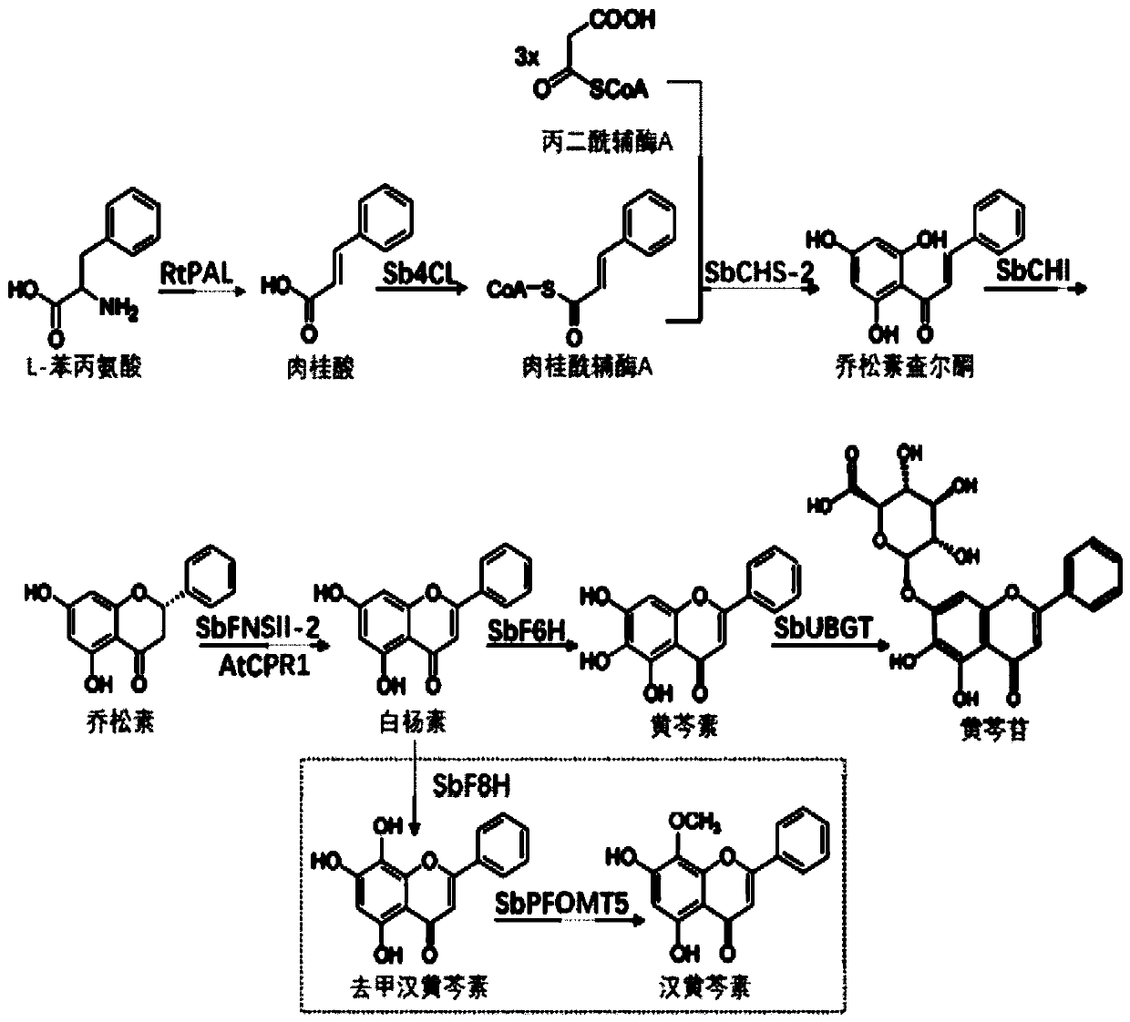Genetically engineered saccharomycetes for producing baicalein compounds as well as construction method and application of genetically engineered saccharomycetes