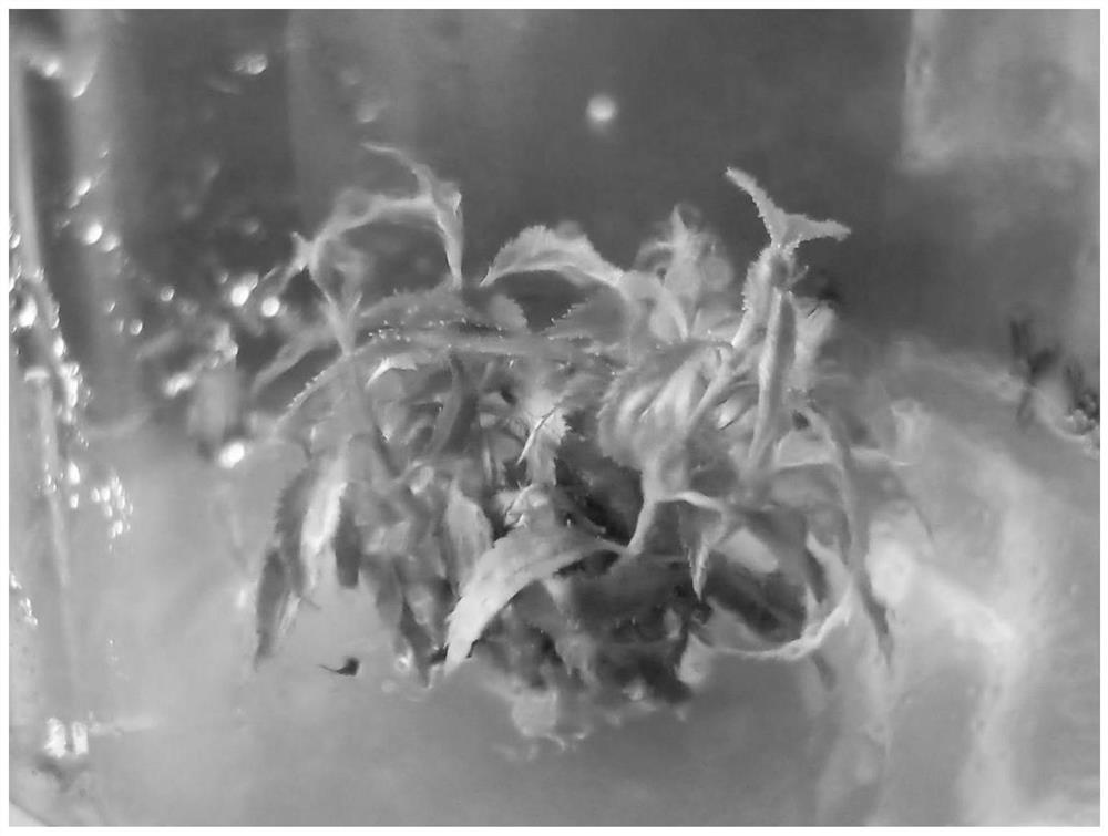 Method for regenerating prunus mume plants in somatic embryo way and special culture medium of method