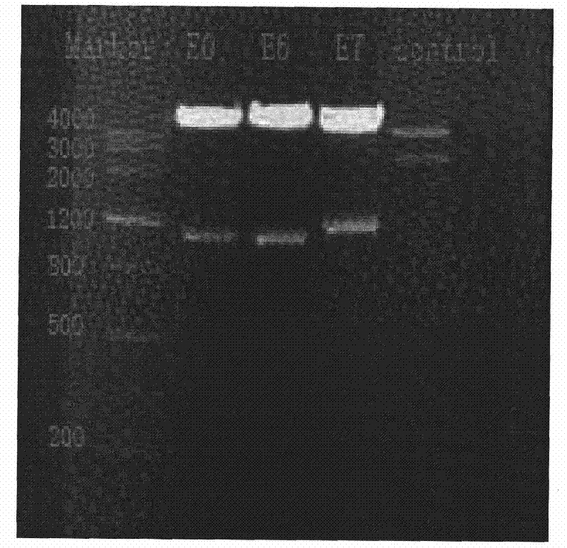 Radiation sensibility tumor-targeted promotor and uses thereof