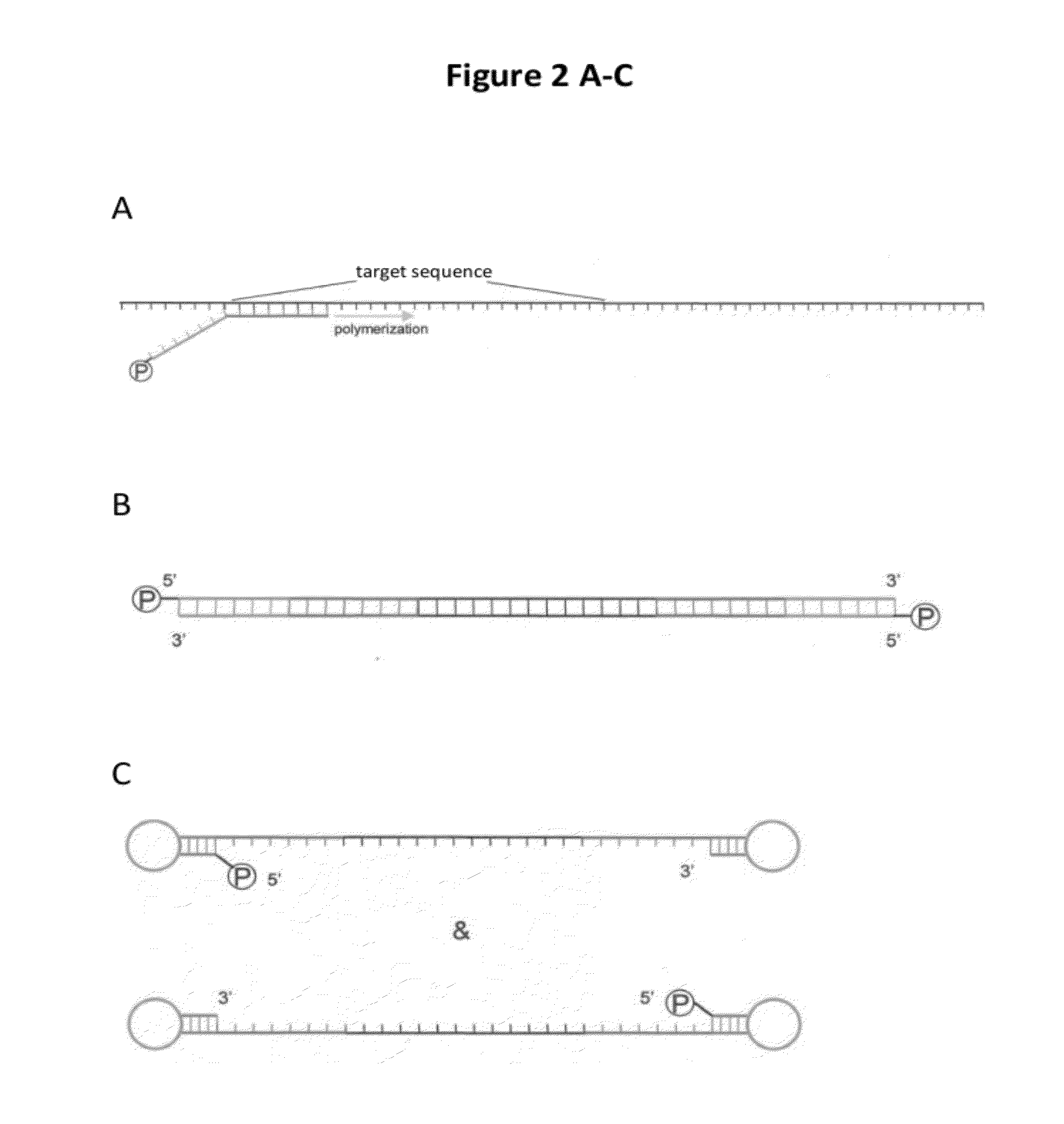 Compositions and methods for producing single-stranded circular DNA
