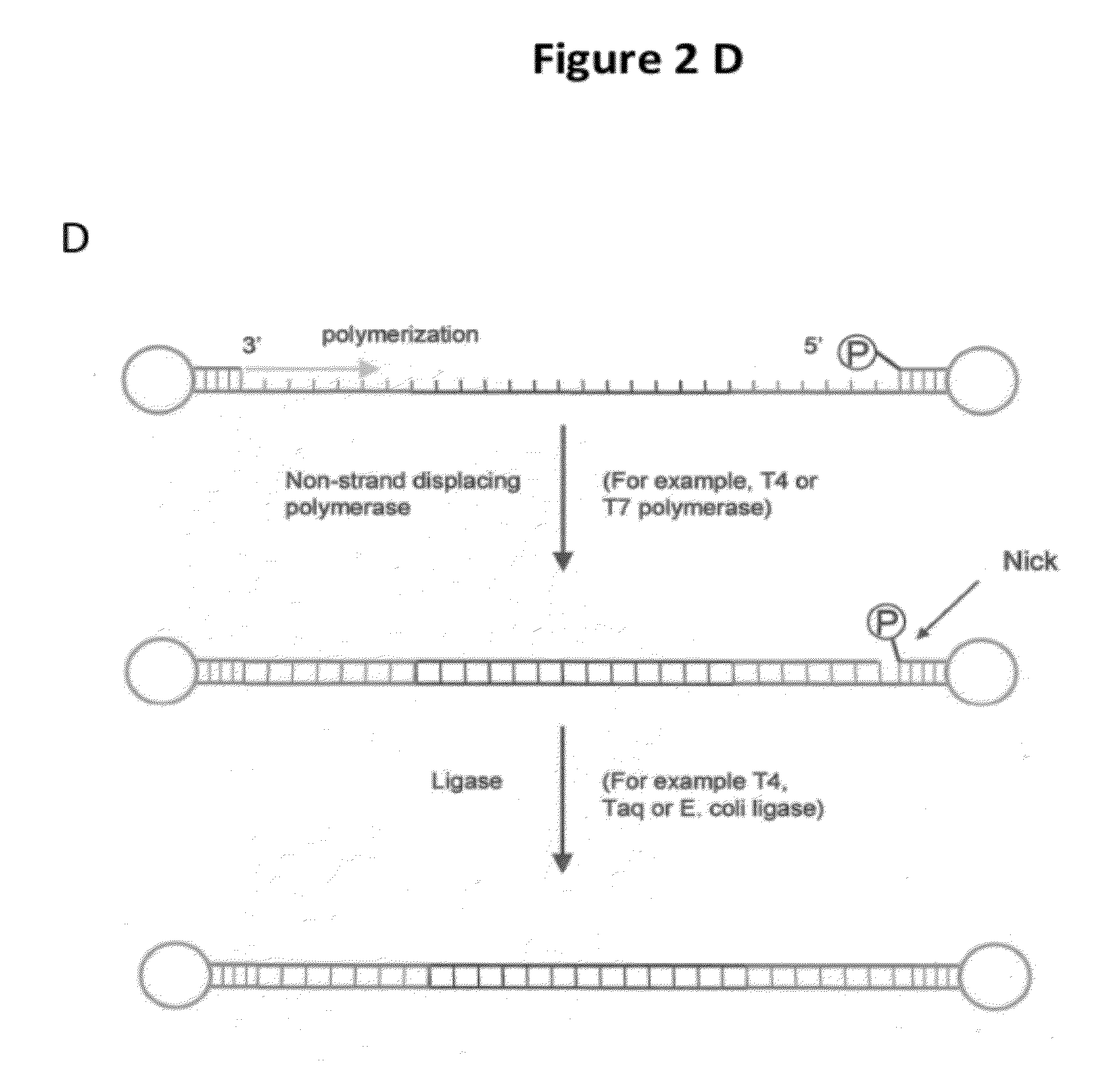Compositions and methods for producing single-stranded circular DNA
