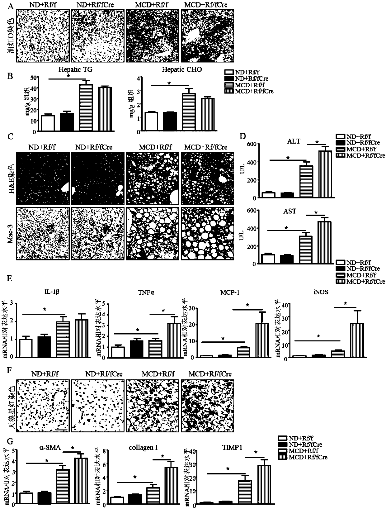 Macrophage-targeted mTORC1 activator for controlling NASH progression