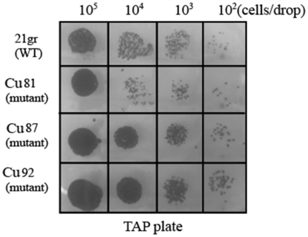 Chlamydomonas reinhardtii strains capable of efficiently adsorbing copper ions