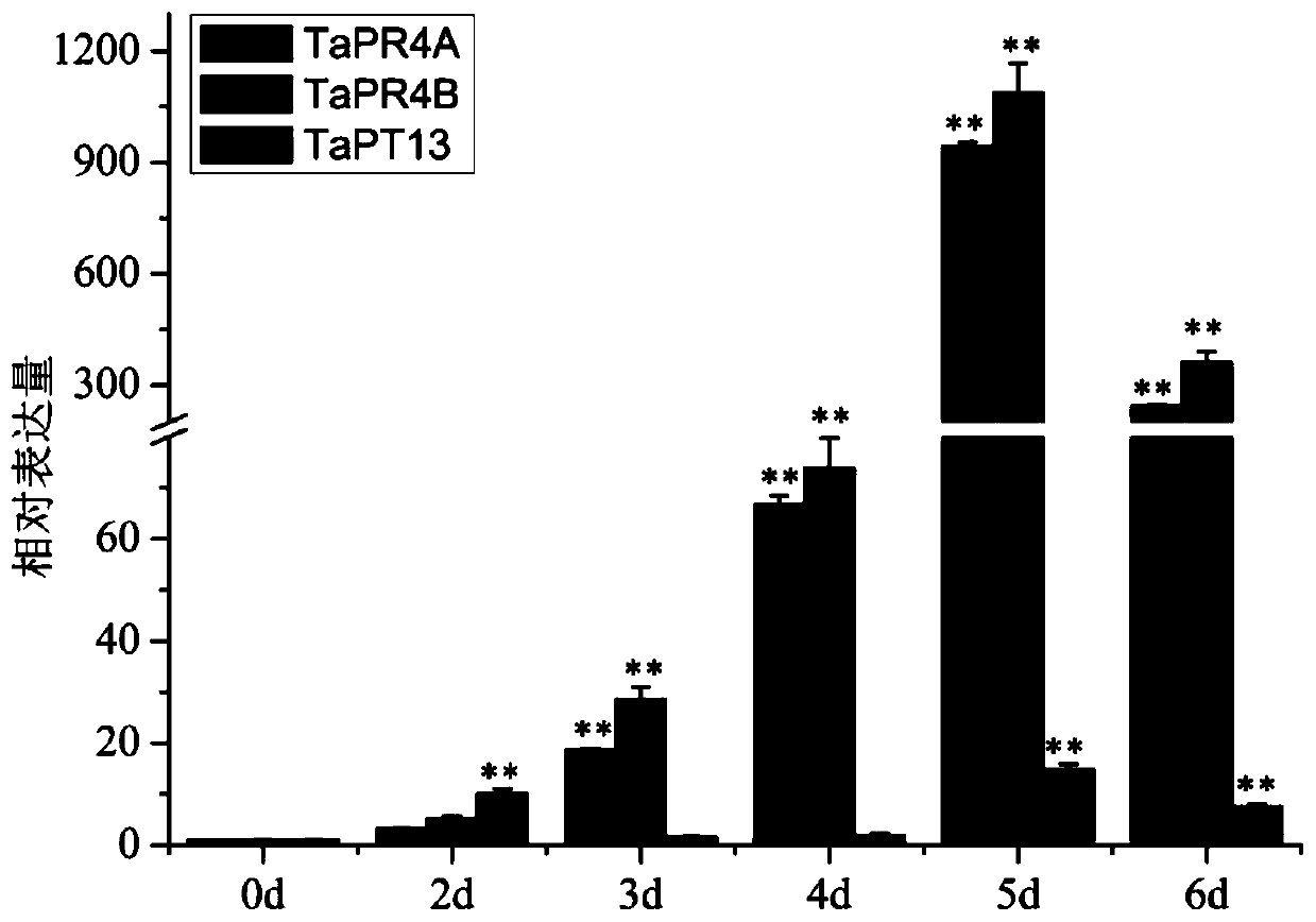 Application of TaPT13 gene in improving resistance of plants to Gaeumannomyces graminis var. tritici J. Walker