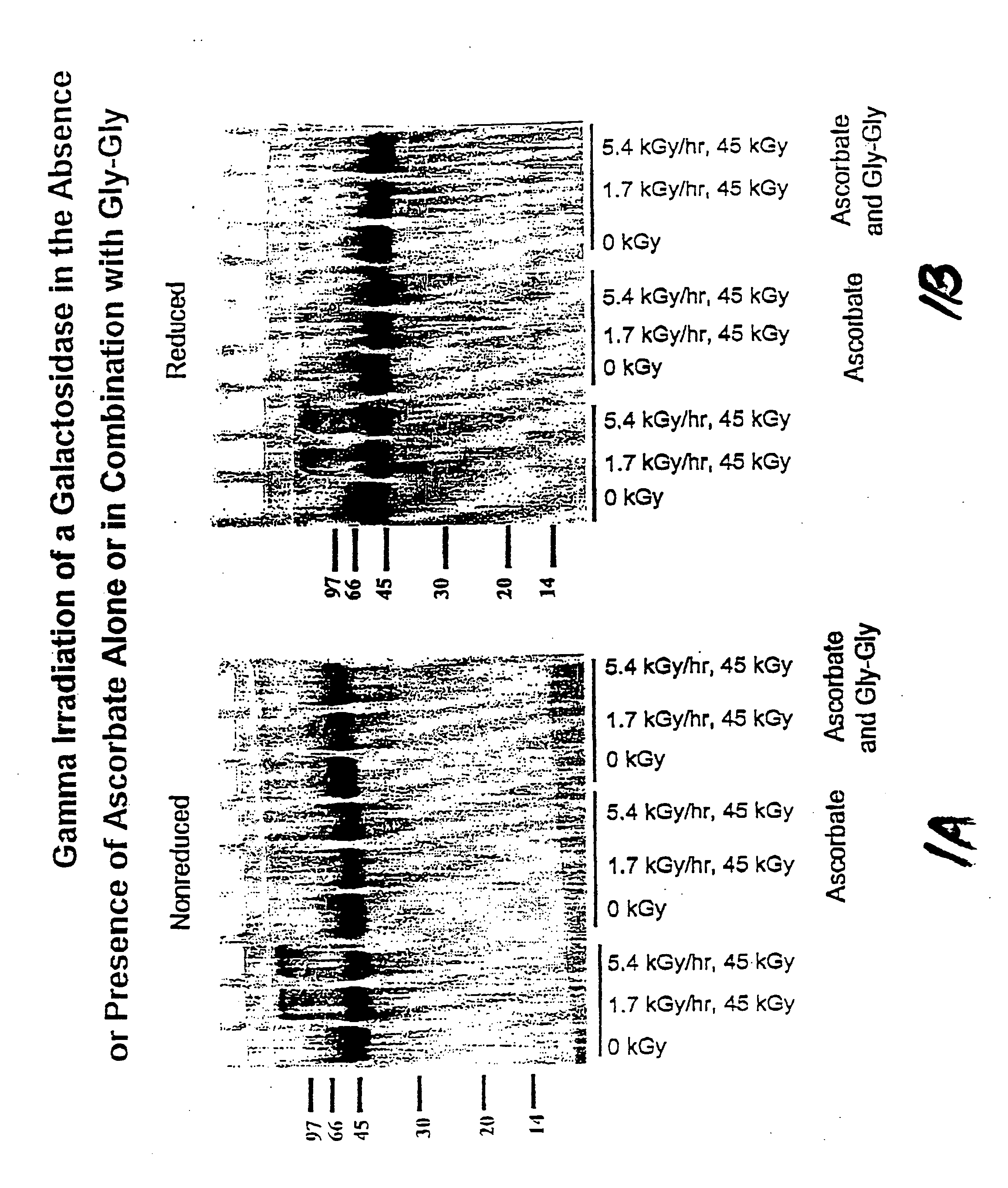 Methods for sterilizing preparations of glycosidases