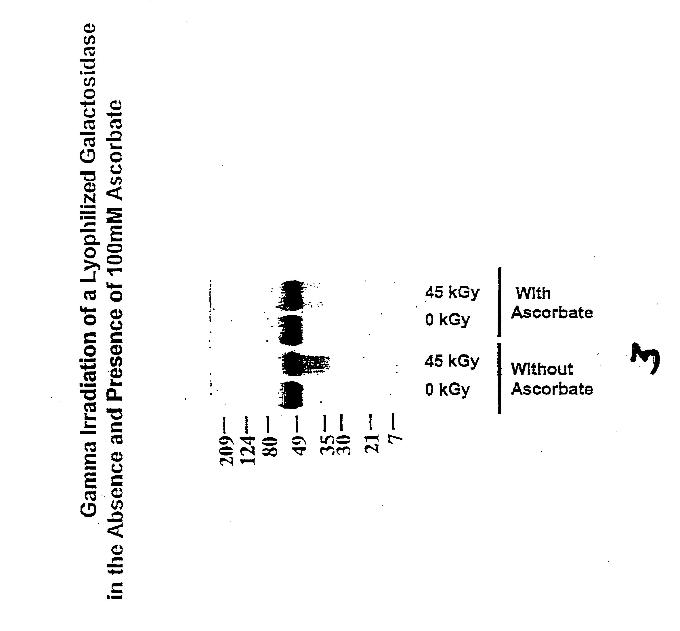 Methods for sterilizing preparations of glycosidases