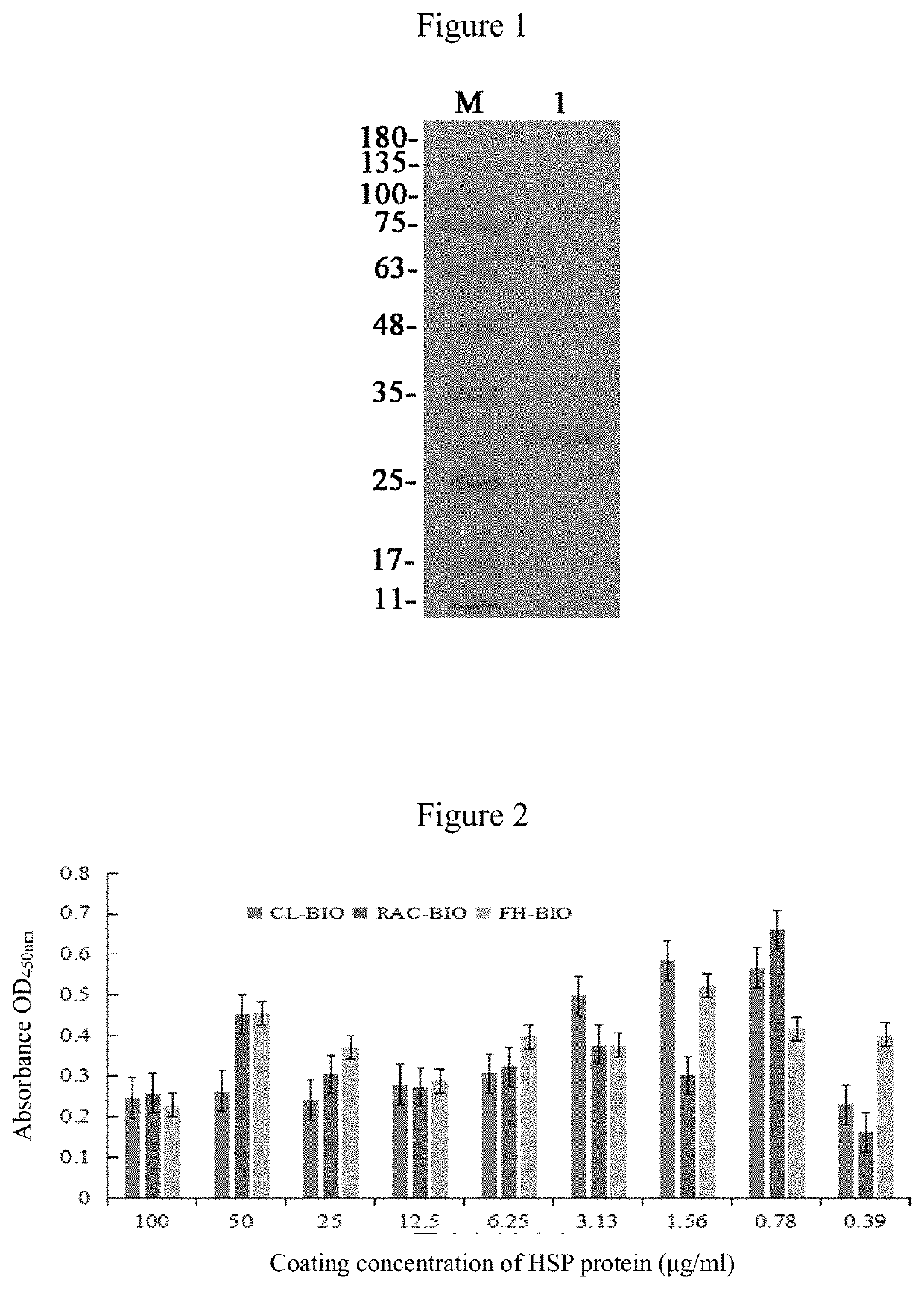 Application of artificially expressed HSP27 protein in detecting a residue of a β2-adrenergic receptor agonist-based drug