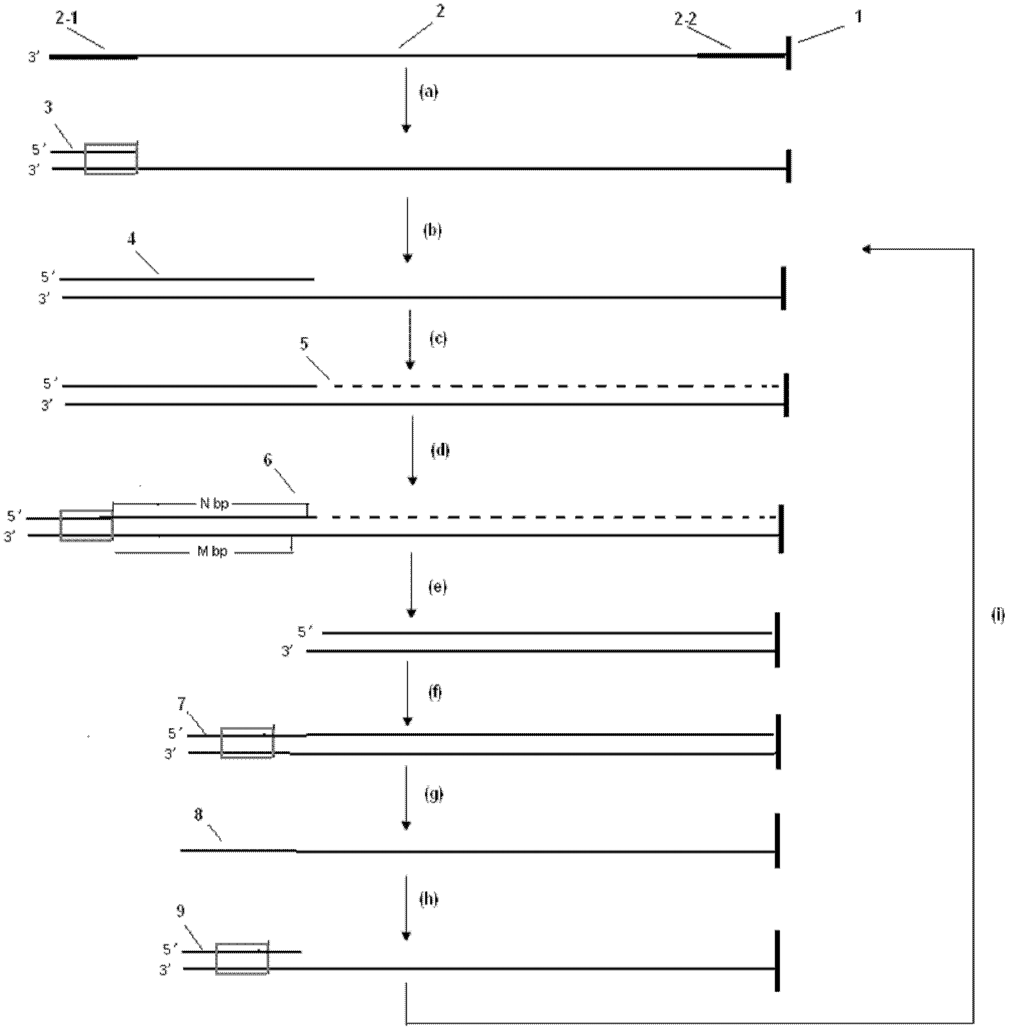 A dna sequencing method for shortening dna template and its application