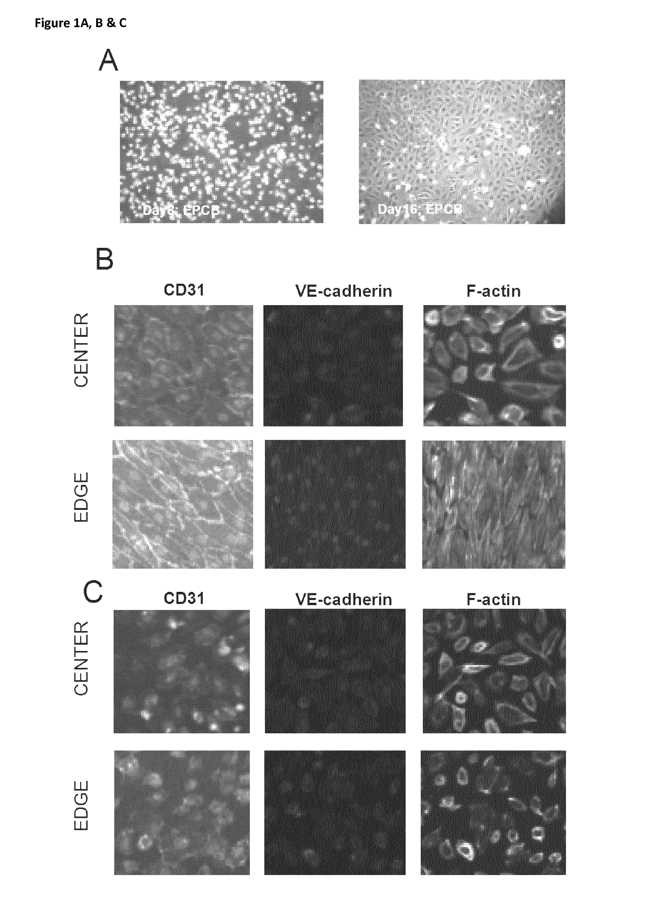 In Vitro Method for Assessing Cytokine Storm Responses