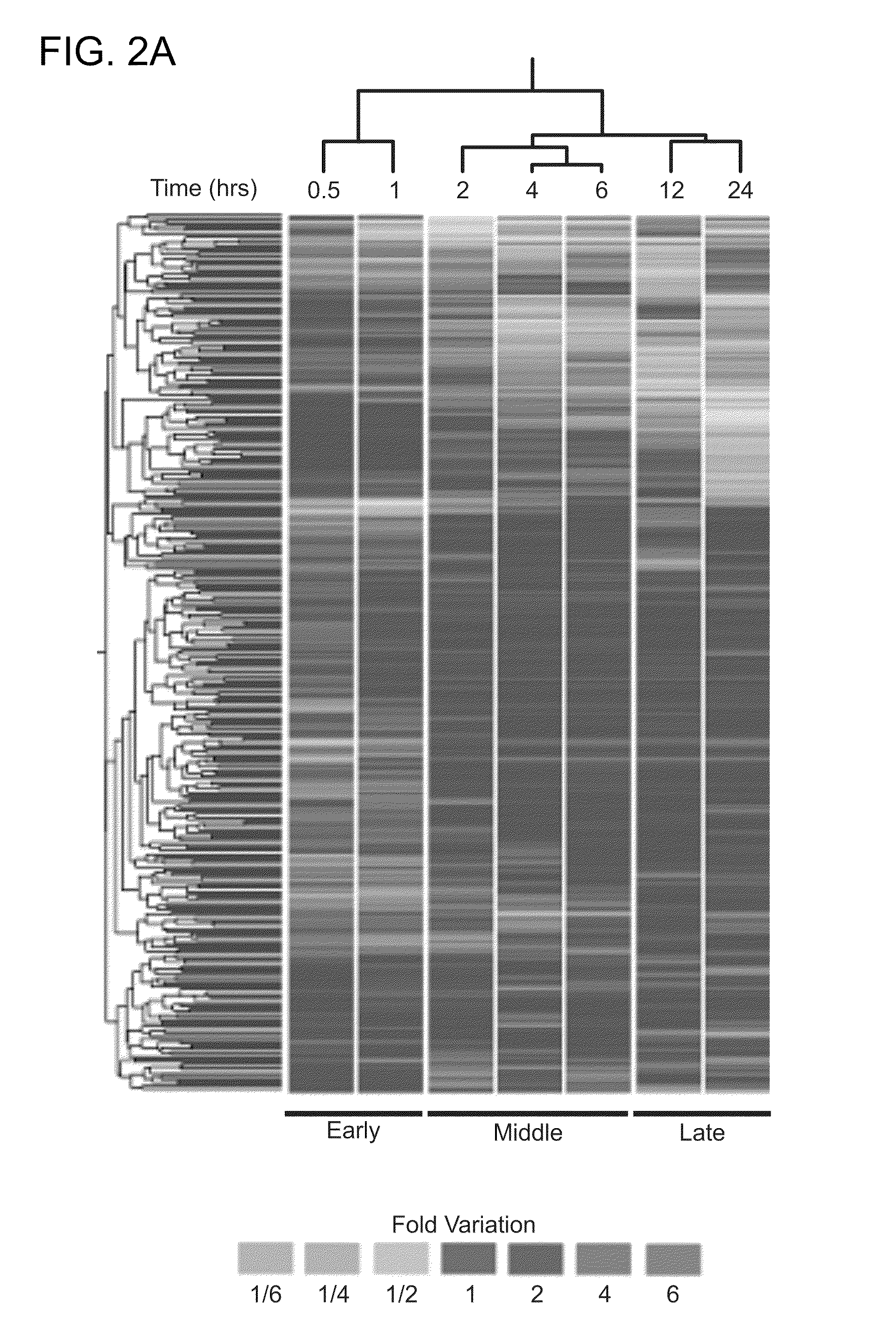 Methods and compositions for modulating tumor cell activity