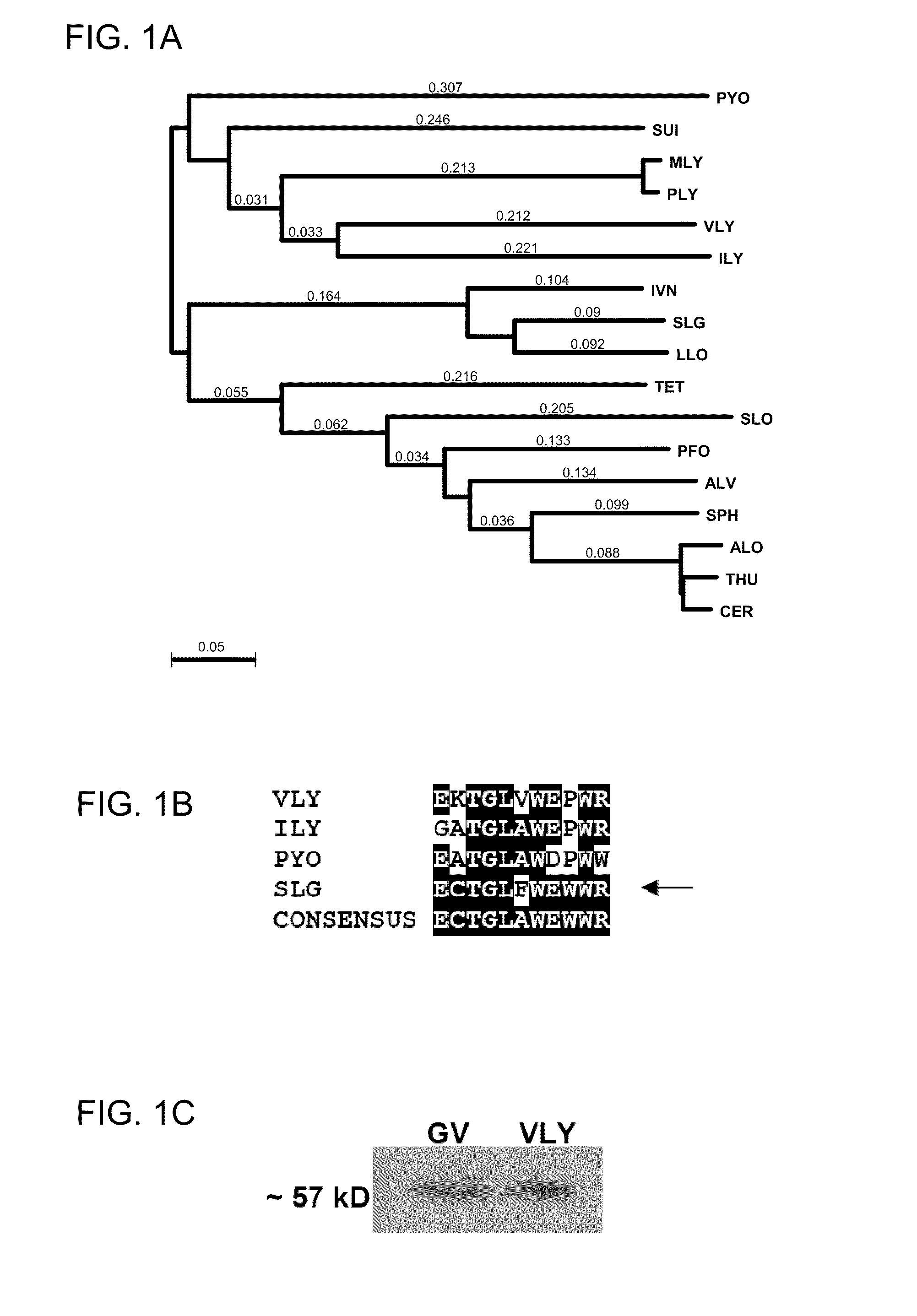 Treatment and prevention of <i>Gardnerella vaginalis </i>infections