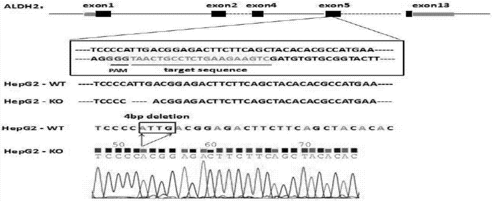 Construction method and application of sg RNA and ALDH2 gene deletion cell strains used for knocking out human ALDH2 gene