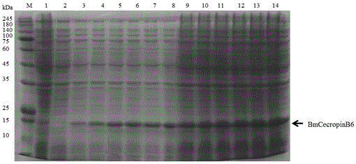 Method for efficiently expressing Bombyx mori recombinant antibacterial peptides by using lactose culture medium