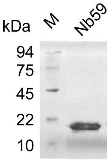 A CD105 nanobody nb59