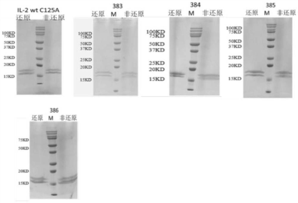 Interleukin-2 mutant