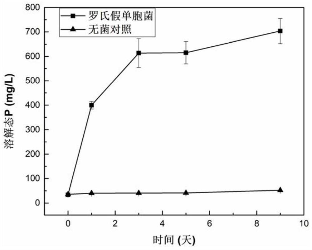 Application of pseudomonas rhodesiae in restoration of heavy metal polluted environment and heavy metal tolerance