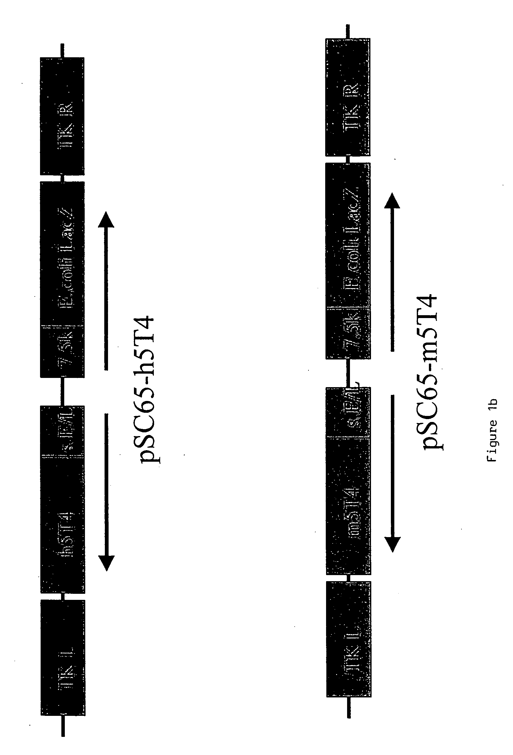 Polypeptide