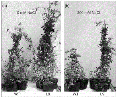 Method for cultivating stress-resistant transgenic alfalfa