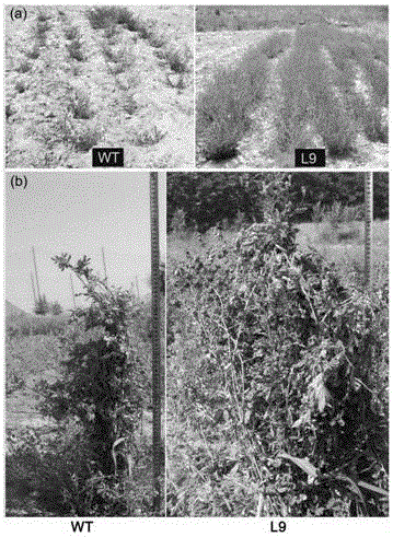 Method for cultivating stress-resistant transgenic alfalfa