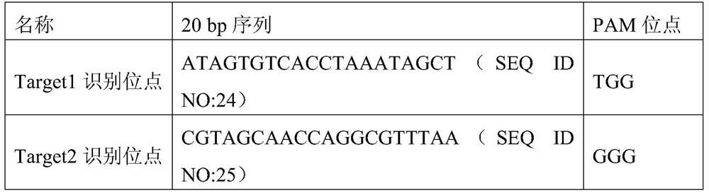 CRISPR/Cas9-mediated method for splicing large fragments of DNA