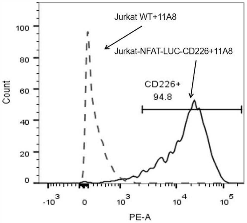 A recombinant plasmid co-expressing NFAT and human dnam-1 protein, recombinant cell and its construction method and application