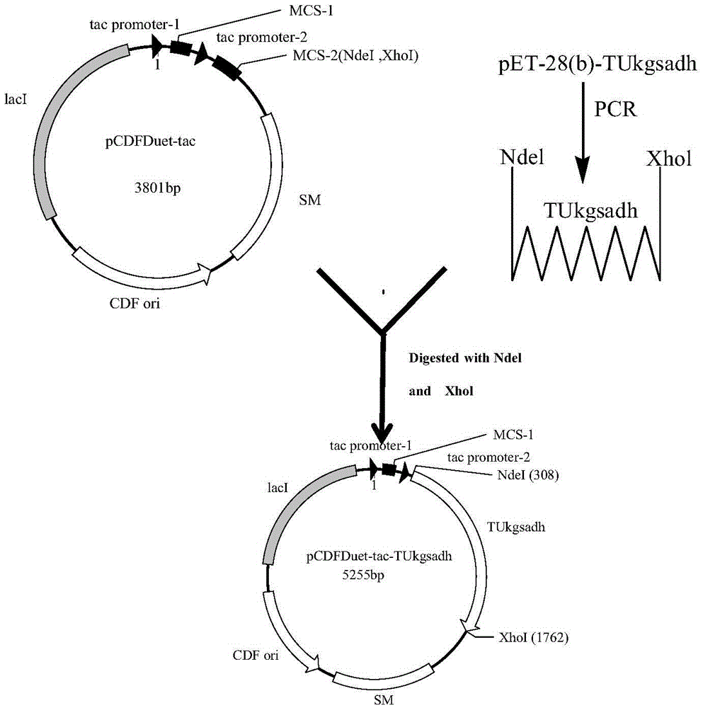 Recombinant Escherichia coli and application of recombinant Escherichia coli in synthesizing 3-hydroxypropionic acid