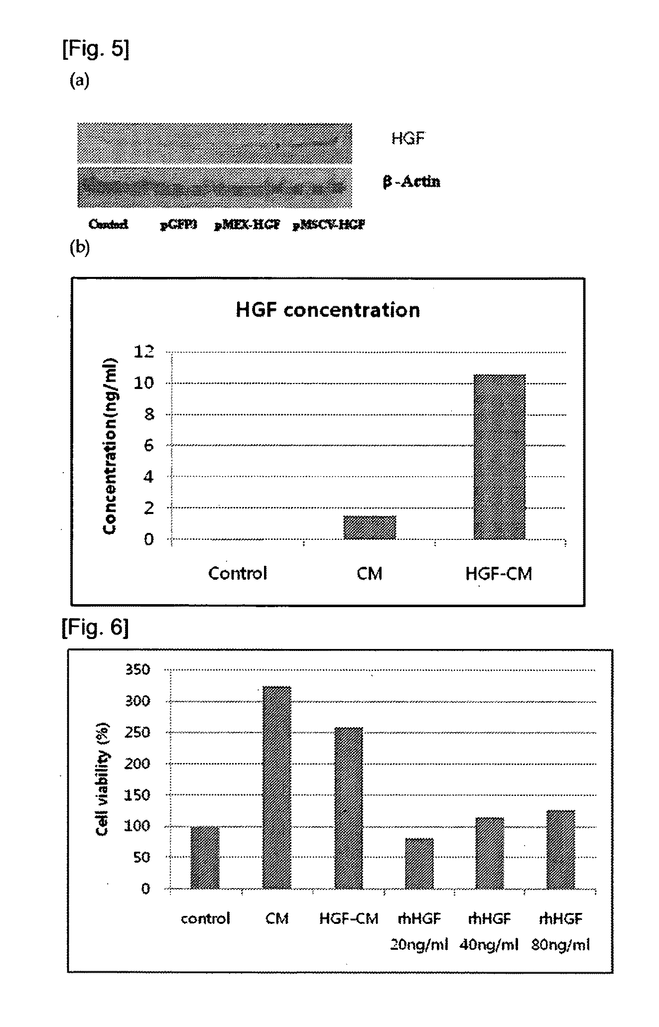 Mesenchymal stem cells which express human hepatic growth factor,manufacturing method thereof, and use thereof as therapeutic agent for liver diseases