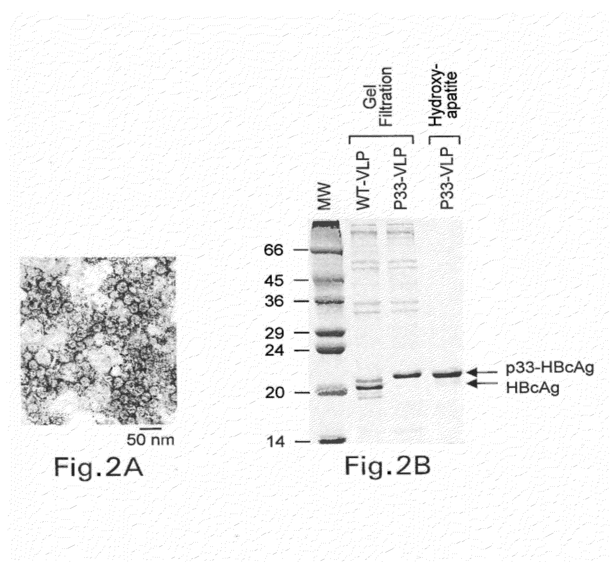 Packaging of Immunostimulatory Substances into Virus-Like Particles: Method of Preparation and Use