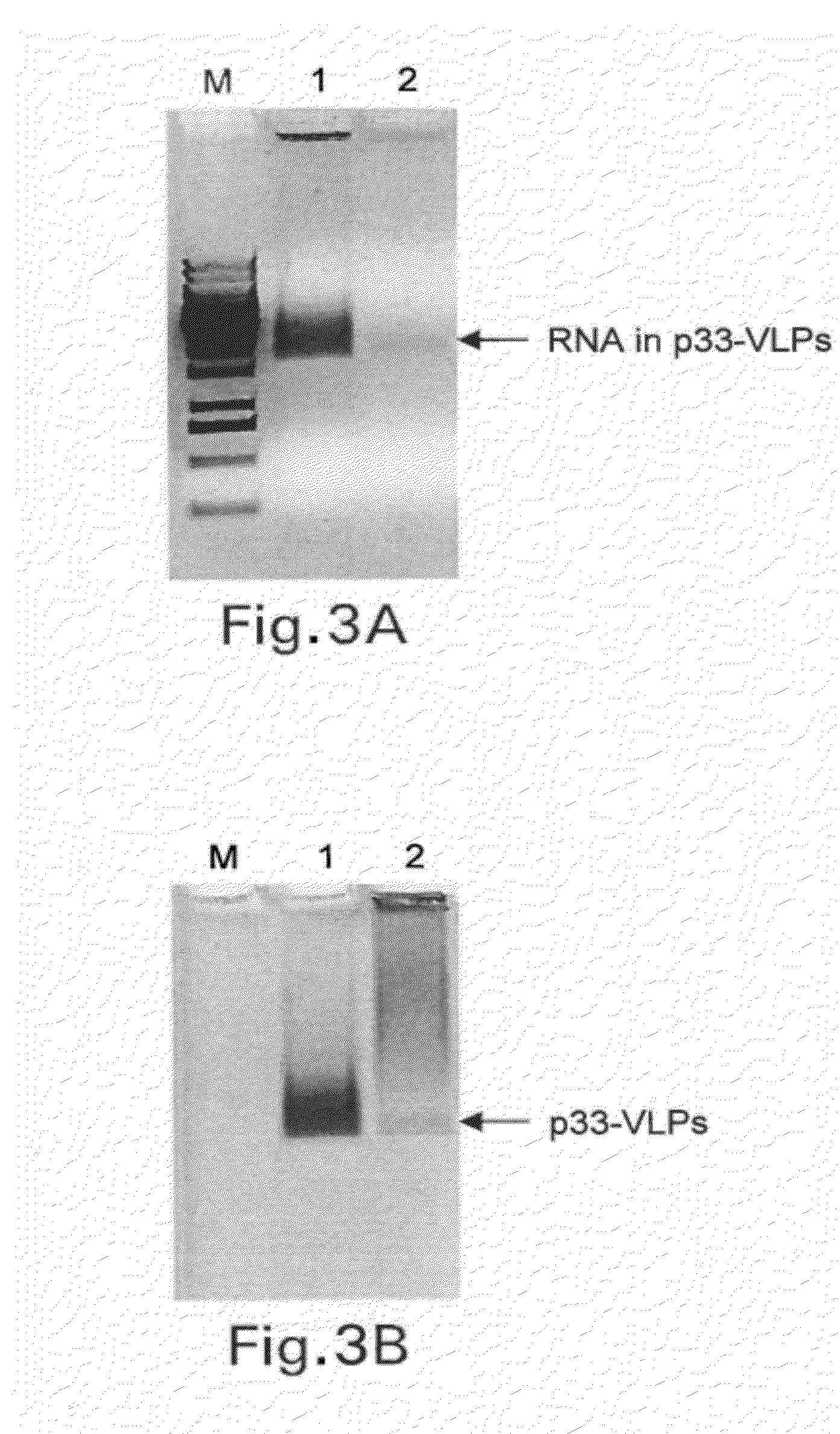 Packaging of Immunostimulatory Substances into Virus-Like Particles: Method of Preparation and Use