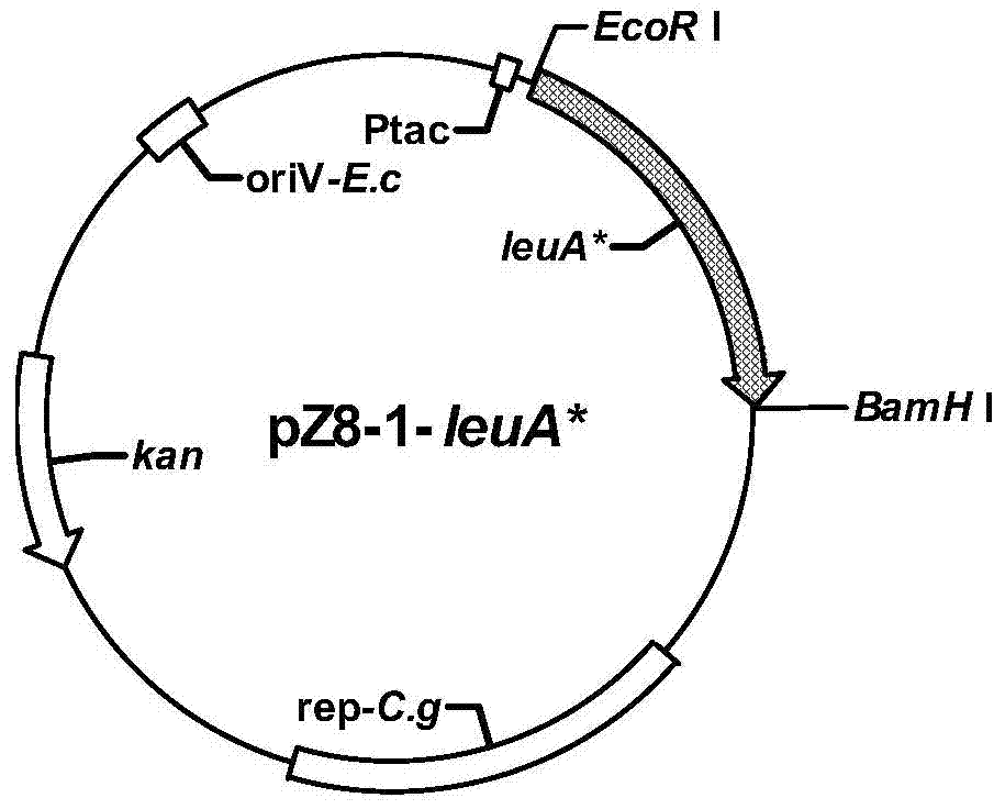 A high-yielding l-leucine engineering bacterium and its application