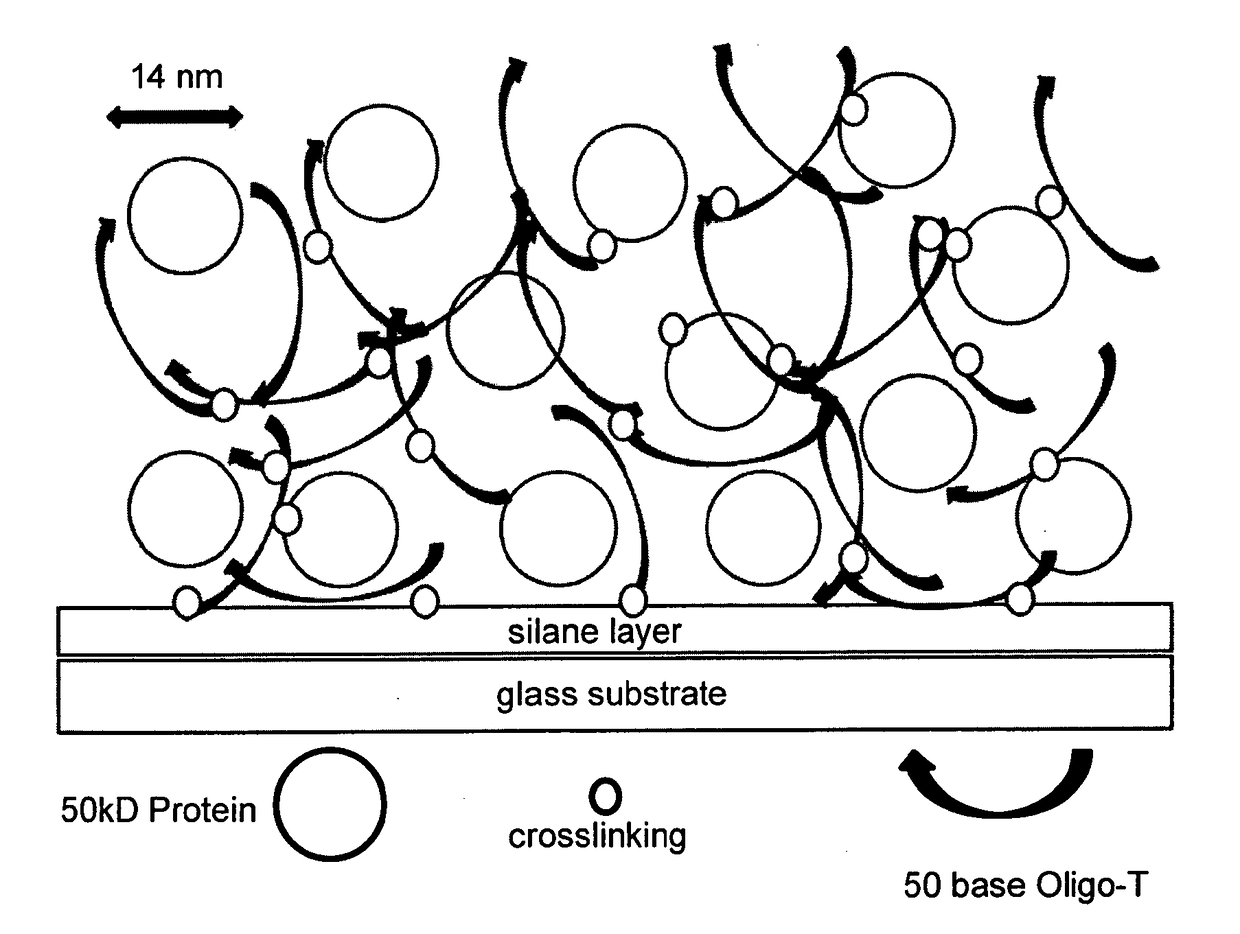 Compositions and methods for entrapping protein on a surface