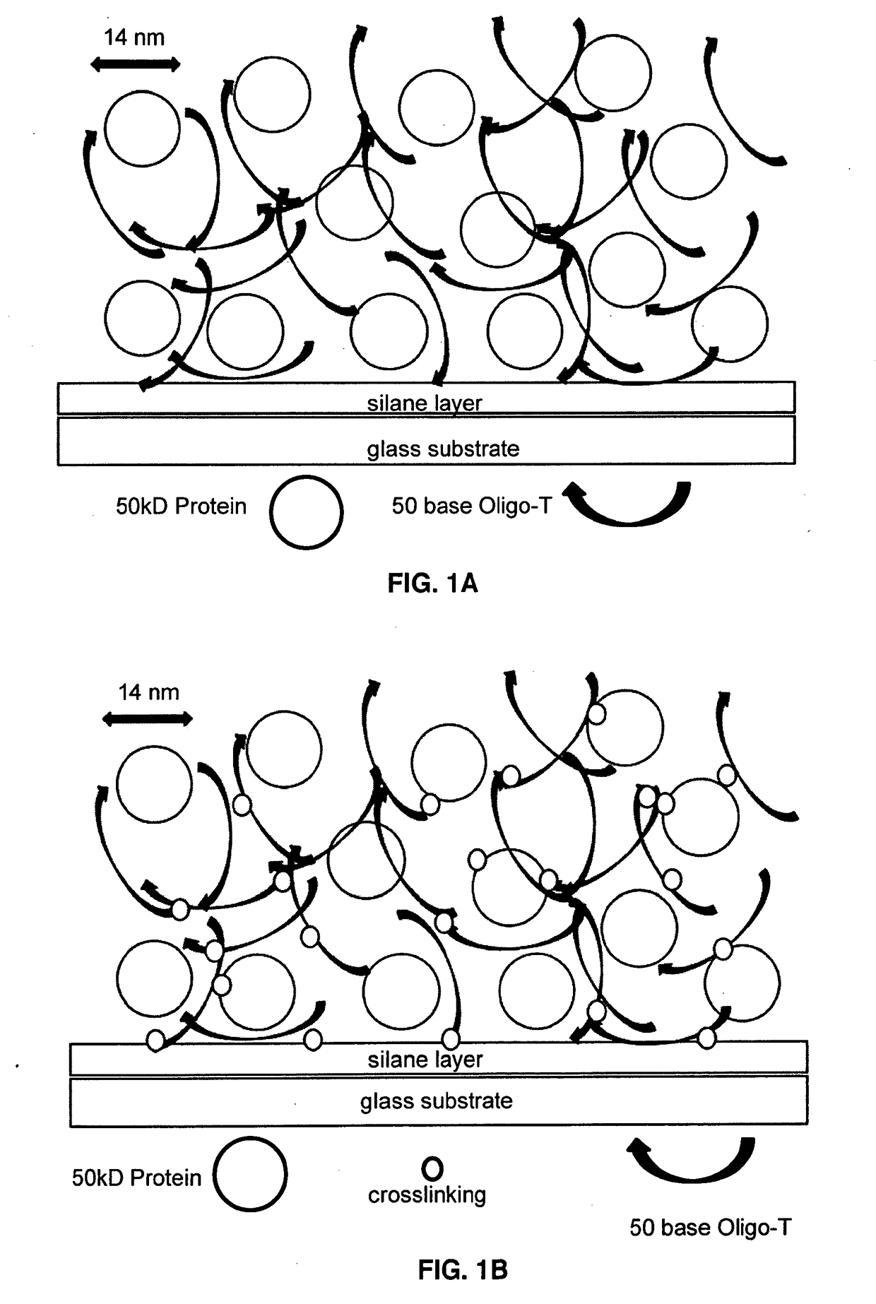 Compositions and methods for entrapping protein on a surface