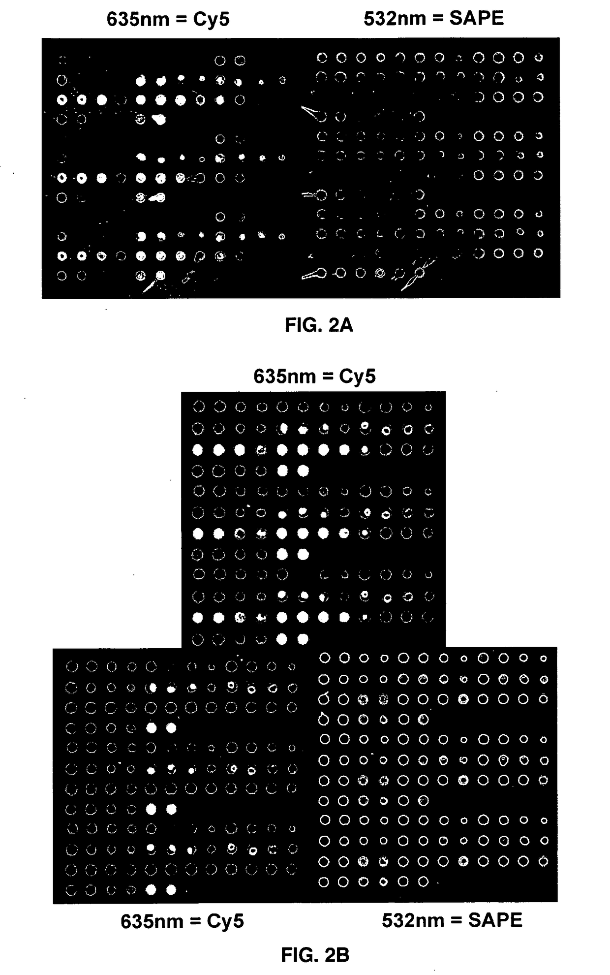 Compositions and methods for entrapping protein on a surface