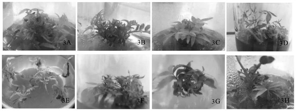 A kind of adventitious bud induction and sub-proliferation culture method of A. chinensis