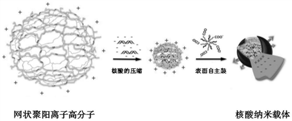Small nucleic acid for inhibiting human cytomegalovirus infection as well as preparation and application thereof