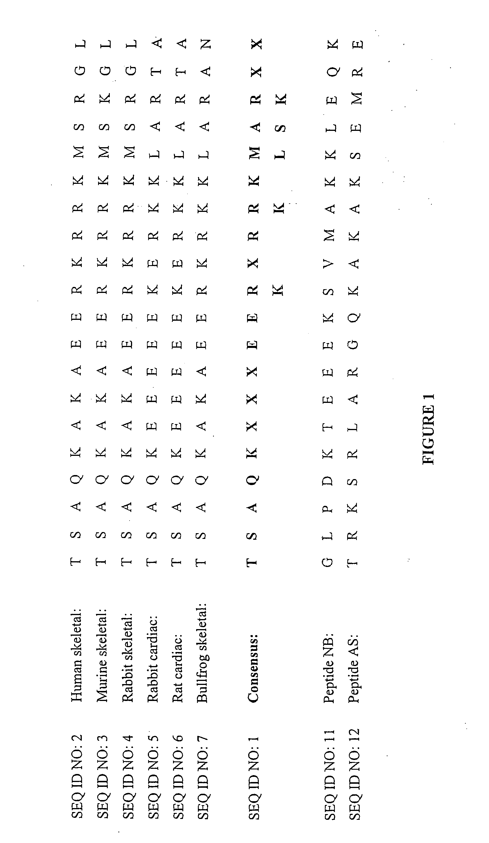 Method of modulating the activity of calcium channels in cardiac cells and reagents therefor