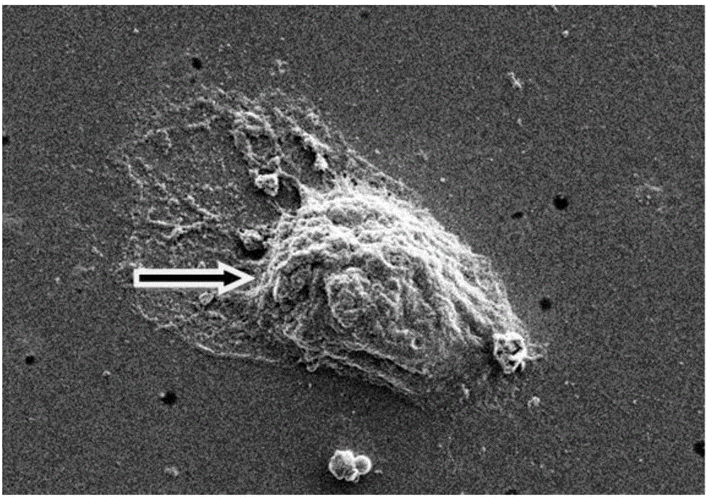 Medical health applications of sea buckthron oil for mucosal repair and nutrition