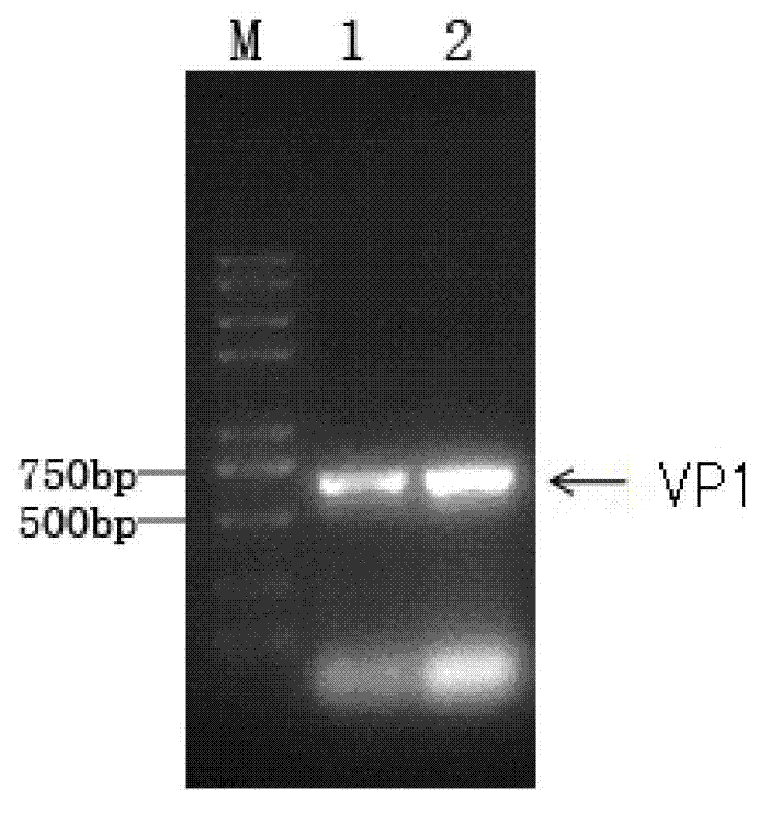 Isothermal nucleic acid amplification reaction reagent and isothermal nucleic acid amplification method