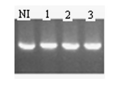Nucleic acid molecule macrophage inflammatory protein (MIP) 3 alpha antibody to nuclear antigen (ANA) 6 and application thereof to preparation of immunosuppressive medicaments