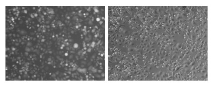 Nucleic acid molecule macrophage inflammatory protein (MIP) 3 alpha antibody to nuclear antigen (ANA) 6 and application thereof to preparation of immunosuppressive medicaments