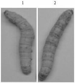 A method of using silkworm to prepare analgesic polypeptide