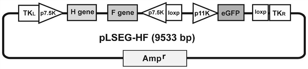 Recombinant goatpox virus capable of carrying out coexpression on peste des petits ruminants virus H and F protein